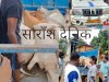 कब थमेगा गौ तस्करी 