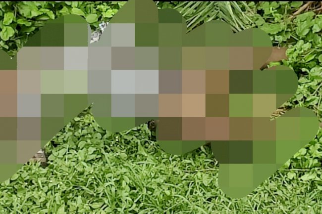 जंगली झाड़ियों के बीच से सडी़गली शव बरामद 