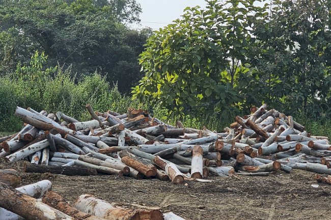 नीलगिरी लकड़ी तस्करी पर प्रशासन मौन दिन रात जारी अवैध परिवहन