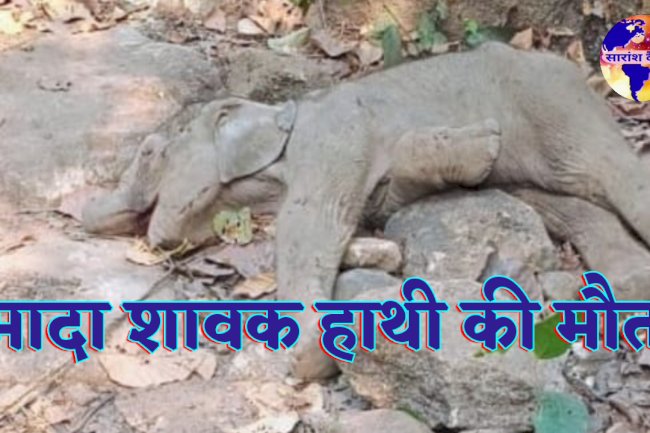 जंगल में मिला शावक हाथी का शव