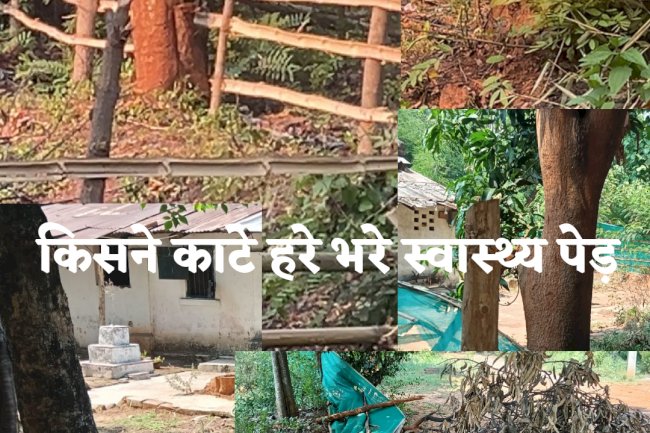 डालमिया कॉलेज परिसर से कीमती पेड़ चोरी